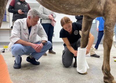 Dr. Chris Byron (at left) and Tessa Wyner (at right) bandaging a horse involved in an accident in the Large Animal wing at the Veterinary Teaching Hospital