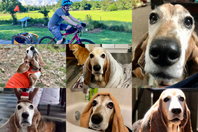 A collage of photos of Princess Petunia Potato the Basset Hound